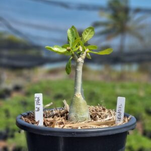 2901 29 Vaso 8 Litros Rosa do Deserto Tropical (viveiro) - Muda Podada