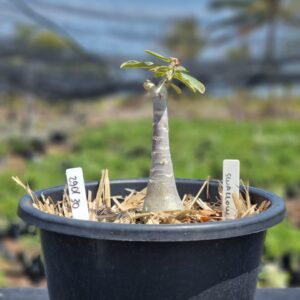 2901 30 Vaso 8 Litros Rosa do Deserto Swallow (viveiro) - Muda Podada