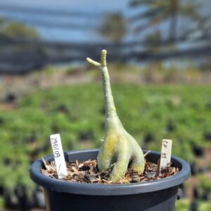 2901 09 Vaso 8 Litros Rosa do Deserto Cn 99 (viveiro) - Muda Podada