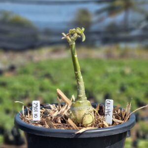 2901 10 Vaso 8 Litros Rosa do Deserto Cn 146 (viveiro) - Muda Podada