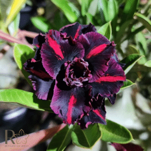 Pré Venda - Rosa do Deserto Volcano