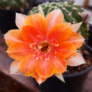 Lobivia Hibridas (TAM 02)