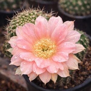 Lobivia Hibridas(WS 182)