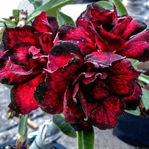 Podadinha - Rosa do Deserto Spider Man