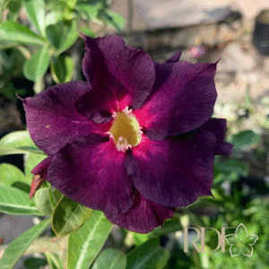 Podadinha - Rosa do Deserto LM5