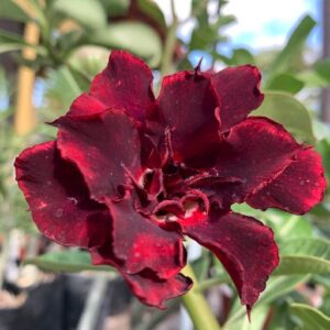 Podadinha - Rosa do Deserto TS44