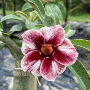 Podadinha - Rosa do Deserto Pomegranate