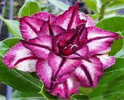 Podadinha - Rosa do Deserto Rubi