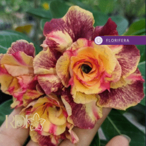 Podadinha - Rosa do Deserto Vitória