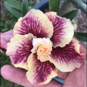 Podadinha - Rosa Do Deserto Menina Veneno