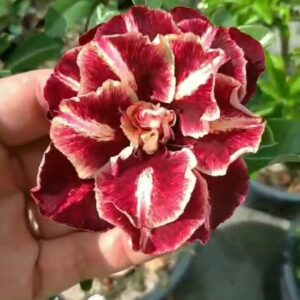 Podadinha - Rosa Do Deserto Van Helsing