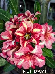 Podadinha - Rosa do Deserto Rei Davi