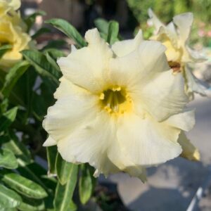 Podadinha - Rosa do Deserto Joyfull