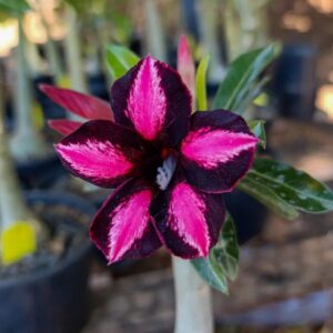 Podadinha - Rosa do Deserto Black Cherry