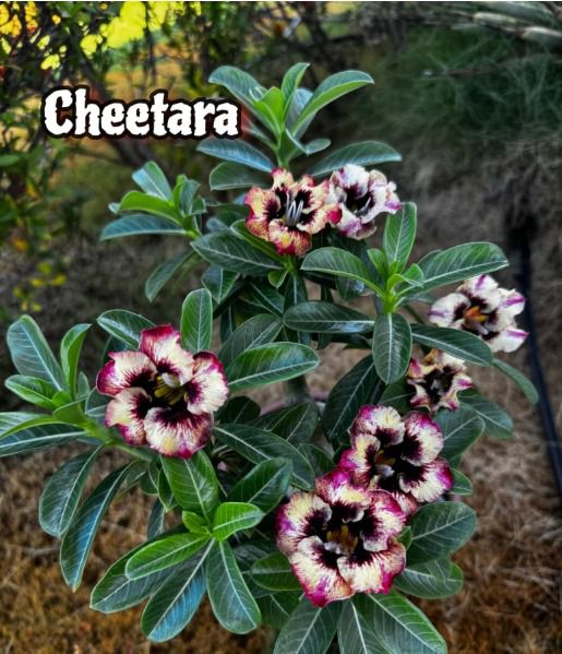 Podadinha - Rosa do Deserto Cheetara - Imagem 2