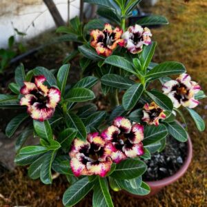 Podadinha - Rosa do Deserto Cheetara