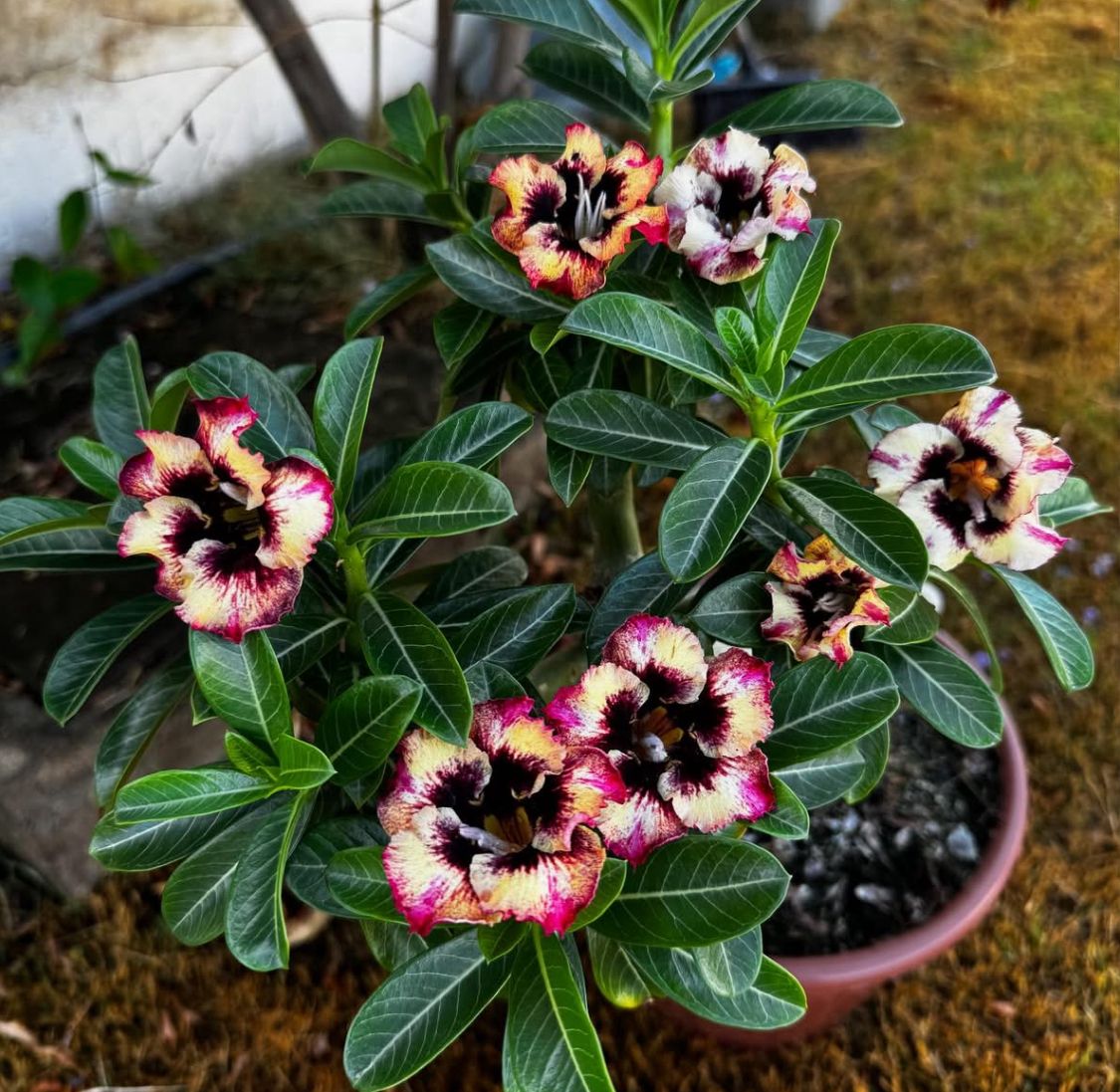 Podadinha - Rosa do Deserto Cheetara