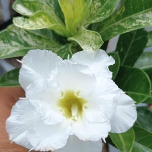 Podadinha - Rosa do Deserto Amor de Mãe Variegata