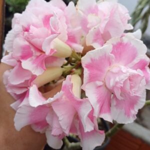 Podadinha - Rosa do Deserto Laila