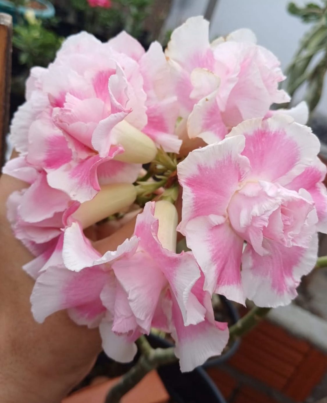 Podadinha - Rosa do Deserto Laila