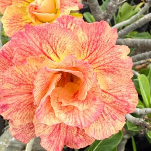 Podadinha - Rosa do Deserto Mexirica