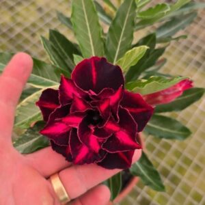 Podadinha - Rosa do Deserto Variegata Encantada