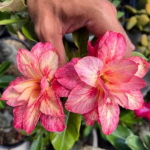 Podadinha - Rosa do Deserto pink Lemonade