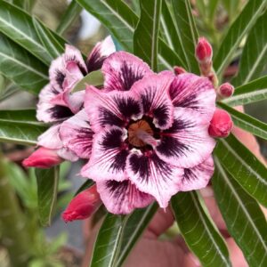 Podadinha - Rosa do Deserto Ellie