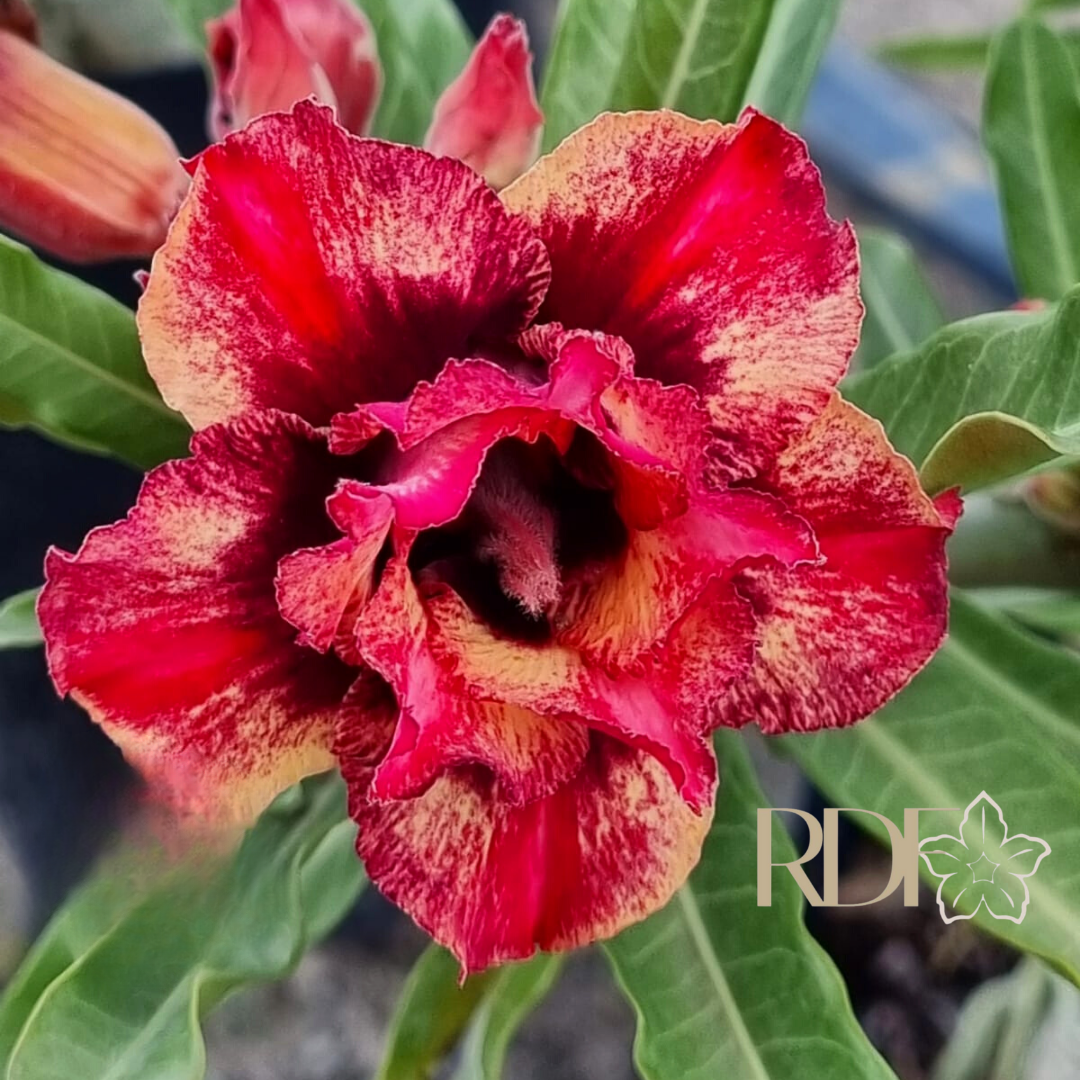 Podadinha - Rosa do Deserto Arashi