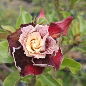 Podadinha - Rosa do Deserto Incrédibles 2