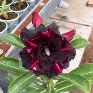 Podadinha - Rosa do Deserto Ouro Negro