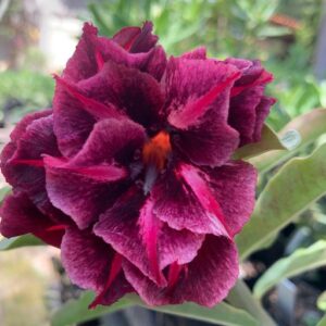 Podadinha - Rosa do Deserto Mustang