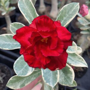 Podadinha - Rosa do Deserto Variegata Meeting Love