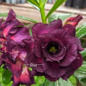 Podadinha - Rosa do Deserto Purple Years