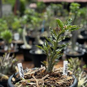 2801 03 Vaso 8 Litros Rosa do Deserto Surprise