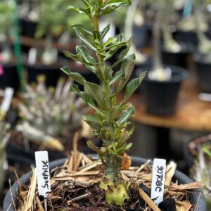 2801 06 Baobá Baby Surprise