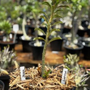 2801 09 Baobá Baby Surprise