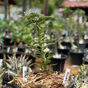 2801 10 Baobá Baby Surprise