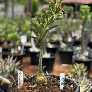 2801 16 Baobá Baby Surprise