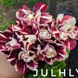 Podadinha - Rosa Do Deserto Juhlly