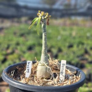 3001 49 Vaso 8 Litros Rosa do Deserto Blessed - Muda Podada