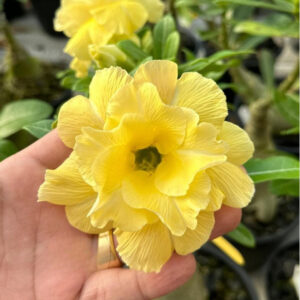 Podadinha - Rosa do Deserto Genesia