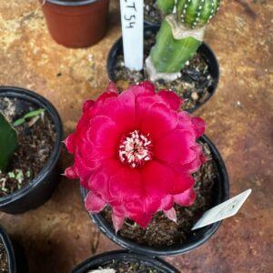 Lobivia Hibridas (LT 54)