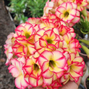 Podadinha - Rosa Do Deserto Tropical