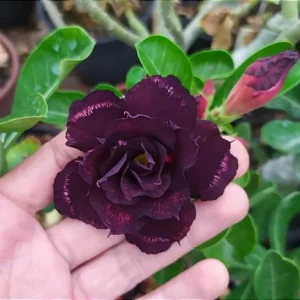 Podadinha - Rosa do Deserto Turandot