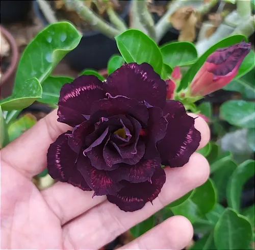 Podadinha - Rosa do Deserto Turandot