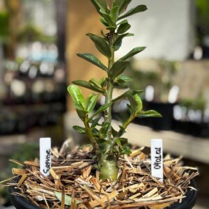 0402 01 Vaso 8 Litros Rosa do Deserto Surprise