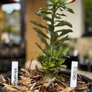 0402 02 Baobá Baby Surprise