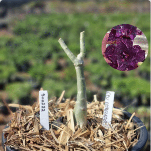 3001 22 Vaso 8 Litros Rosa do Deserto Céu Estrelado - Muda Podada