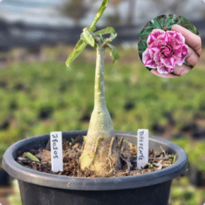 2801 05 Baobá Baby Diferente (viveiro)